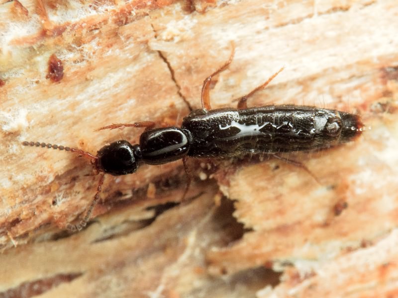 Gabrius splendidulus (Gravenhorst, 1802)